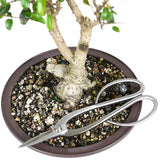 zLarge Ficus Too Little 2