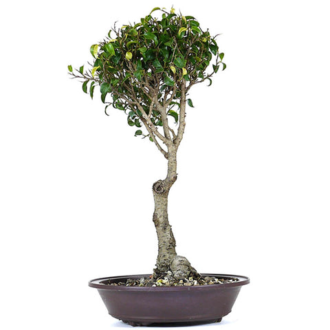 Ficus Too Little 4