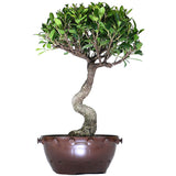zLarge Ficus Compacta 2