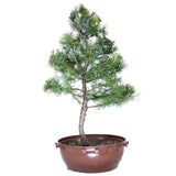 zLarch Bonsai 3