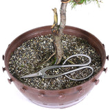 zLarch Bonsai 5