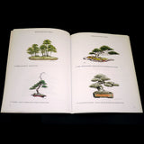 Bonsai: Easy Steps With 21 Species - Out of Print