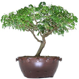 zBrazilian Rain Tree 2