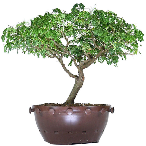 brazilian rain tree pre bonsai for sale zBrazilian Rain Tree 2 – Stone Lantern