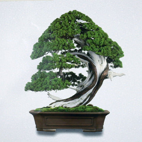 bonsai tree calendar 2025 Japanese Bonsai Calendar