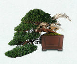 2026 Japanese Bonsai Calendar