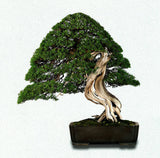 2026 Japanese Bonsai Calendar
