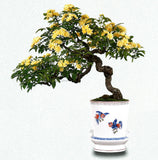 2026 Japanese Bonsai Calendar