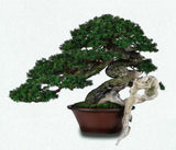 2026 Japanese Bonsai Calendar