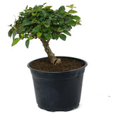 Parrot's Beak Pre-Bonsai D100
