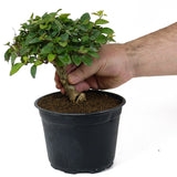 Parrot's Beak Pre-Bonsai D100