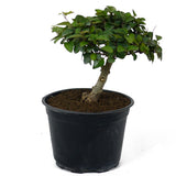 Parrot's Beak Pre-Bonsai D100