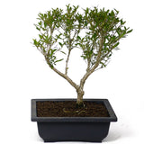Serissa D101