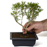 Serissa D101