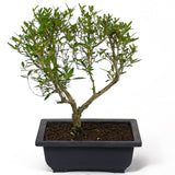 Serissa D101