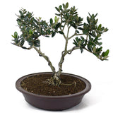 Olive - Twin Trunk D102