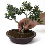 Olive - Twin Trunk D102