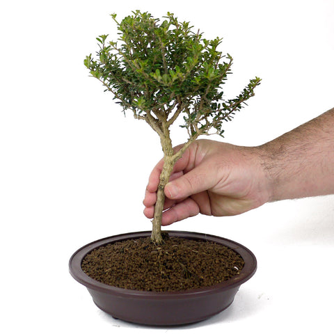 bahama berry bonsai tree Bahama Berry D104 – Stone Lantern