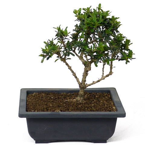 bahama berry bonsai tree Bahama Berry D105