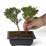 Bahama Berry Two Trees D106