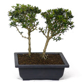 Bahama Berry Two Trees D106