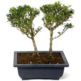 Bahama Berry Two Trees D106