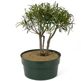 Ficus Neriifolia Triple Trunk Pre-Bonsai D107