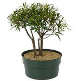 Ficus Neriifolia Triple Trunk Pre-Bonsai D107