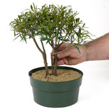 Ficus Neriifolia Triple Trunk Pre-Bonsai D107