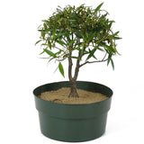 Ficus Neriifolia Twin Trunk Pre-Bonsai D108