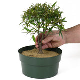 Ficus Neriifolia Twin Trunk Pre-Bonsai D108