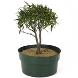 Ficus Neriifolia Twin Trunk Pre-Bonsai D108