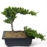 Dwarf Japanese Garden Juniper - Twin Trunk - D109