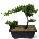 Dwarf Japanese Garden Juniper - Twin Trunk - D109