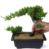 Dwarf Japanese Garden Juniper - Twin Trunk - D109