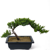 Dwarf Japanese Garden Juniper - D110