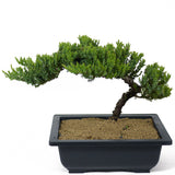 Dwarf Japanese Garden Juniper - D110