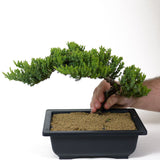 Dwarf Japanese Garden Juniper - D110