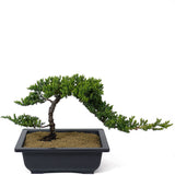 Dwarf Japanese Garden Juniper - D111
