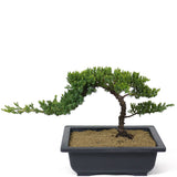 Dwarf Japanese Garden Juniper - D111