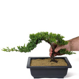 Dwarf Japanese Garden Juniper - D111