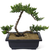 Dwarf Japanese Garden Juniper - Multiple Trunk - D112