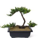 Dwarf Japanese Garden Juniper - Multiple Trunk - D112