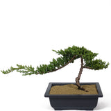 Dwarf Japanese Garden Juniper - D113