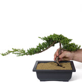 Dwarf Japanese Garden Juniper - D113