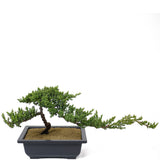 Dwarf Japanese Garden Juniper - D113