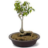 Ficus Too Little Bonsai  D114