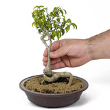Ficus Too Little Bonsai  D114
