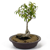 Ficus Too Little Bonsai  D114