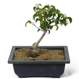 Ficus Too Little Bonsai  D115